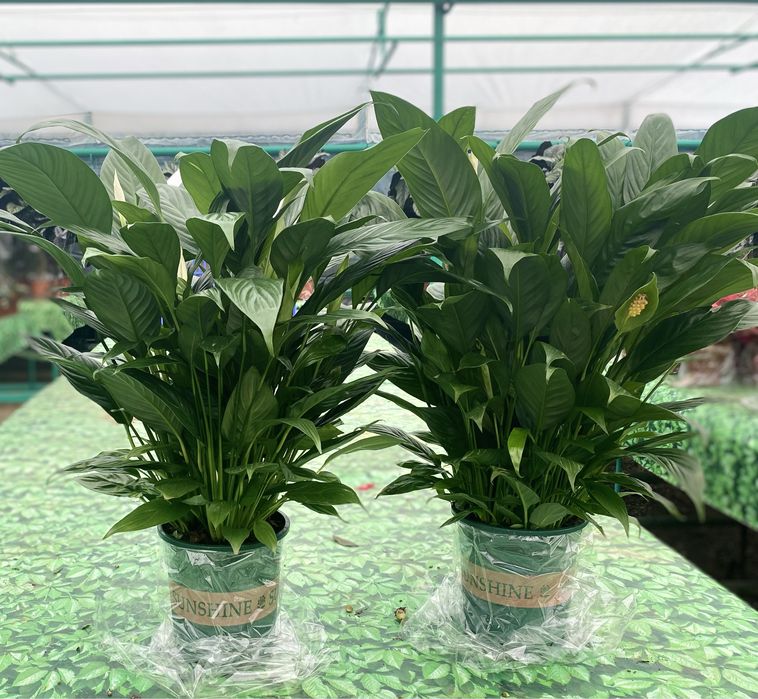 Цветок Спатифиллюм - Женское счастье