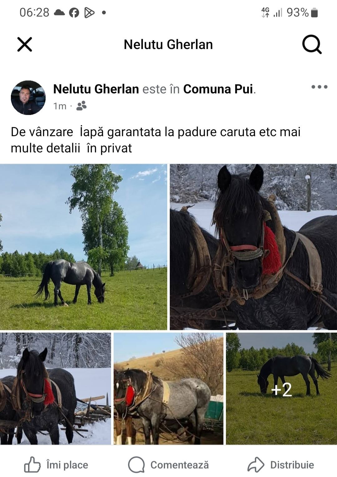 Cai de vânzare  iapa garantata padure etc