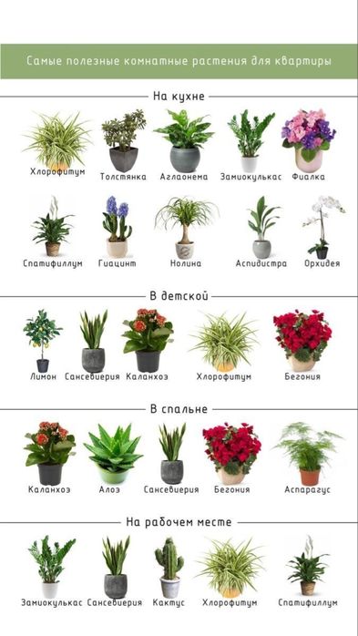 В наличии сансевиерия