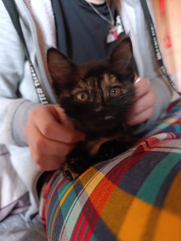 Котёнок в добрые руки!!!