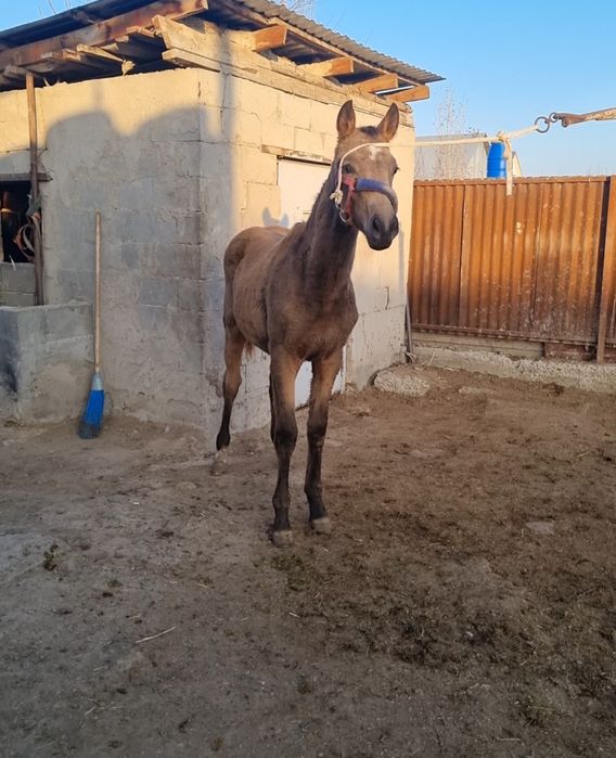 Таза қанды тай сатылады бағасы келісімді