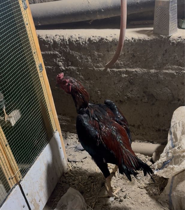 хорозлар сотилади