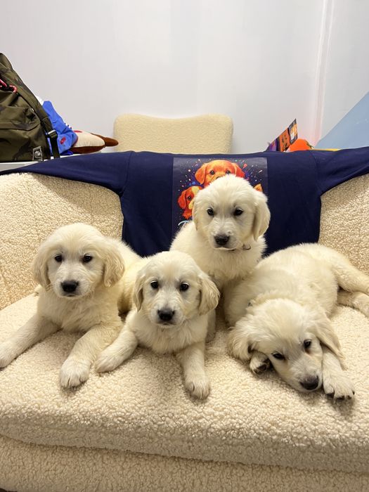 Golden retriever superb!