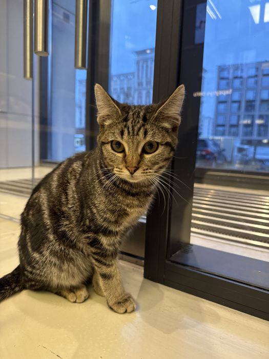 Отдам котенка в добрые руки.