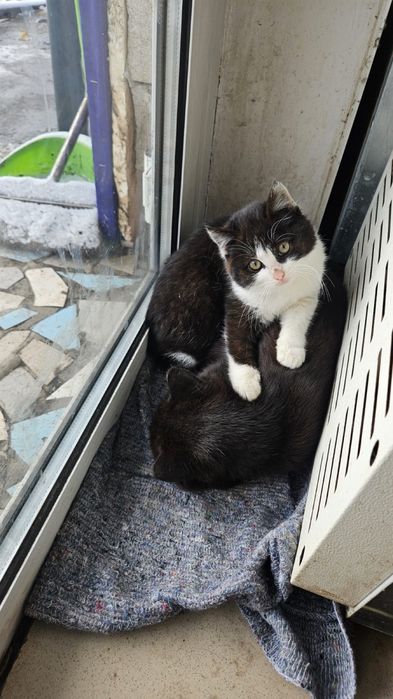 Отдам в хорошие руки!!!