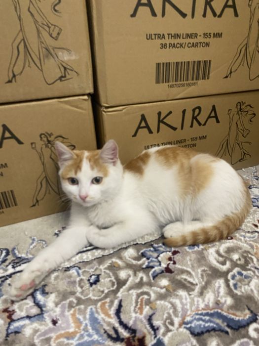 Подарю котёнка мальчика в добрые руки