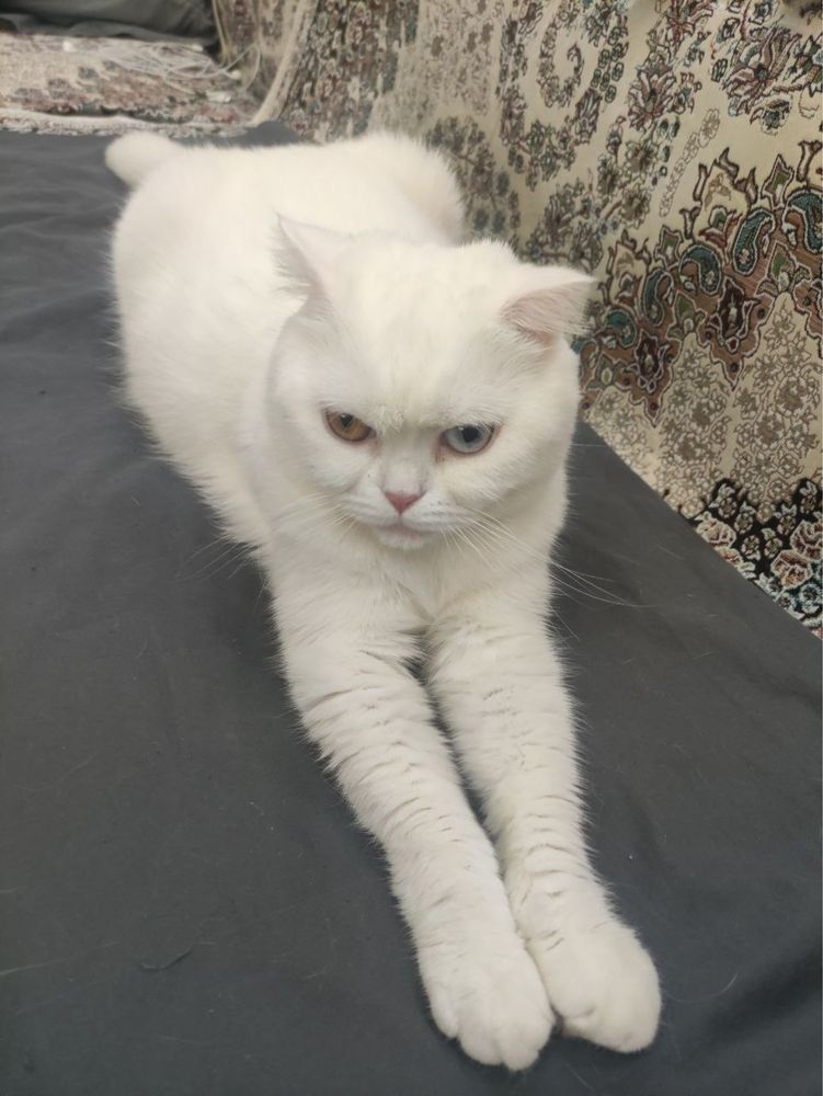 Персидские котята