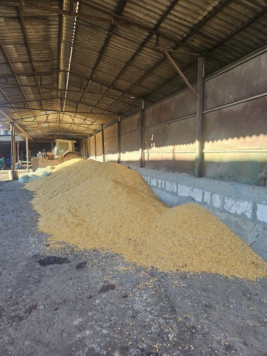 Vând porumb 0,80lei kilogramul