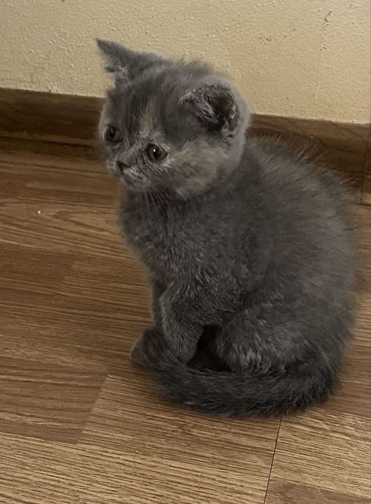 Британски котенца