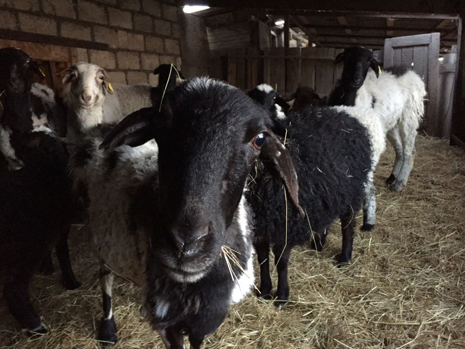 Овцы курдючные, продам