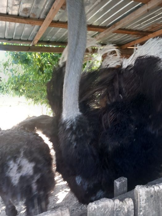 Struti un mascul si o femela