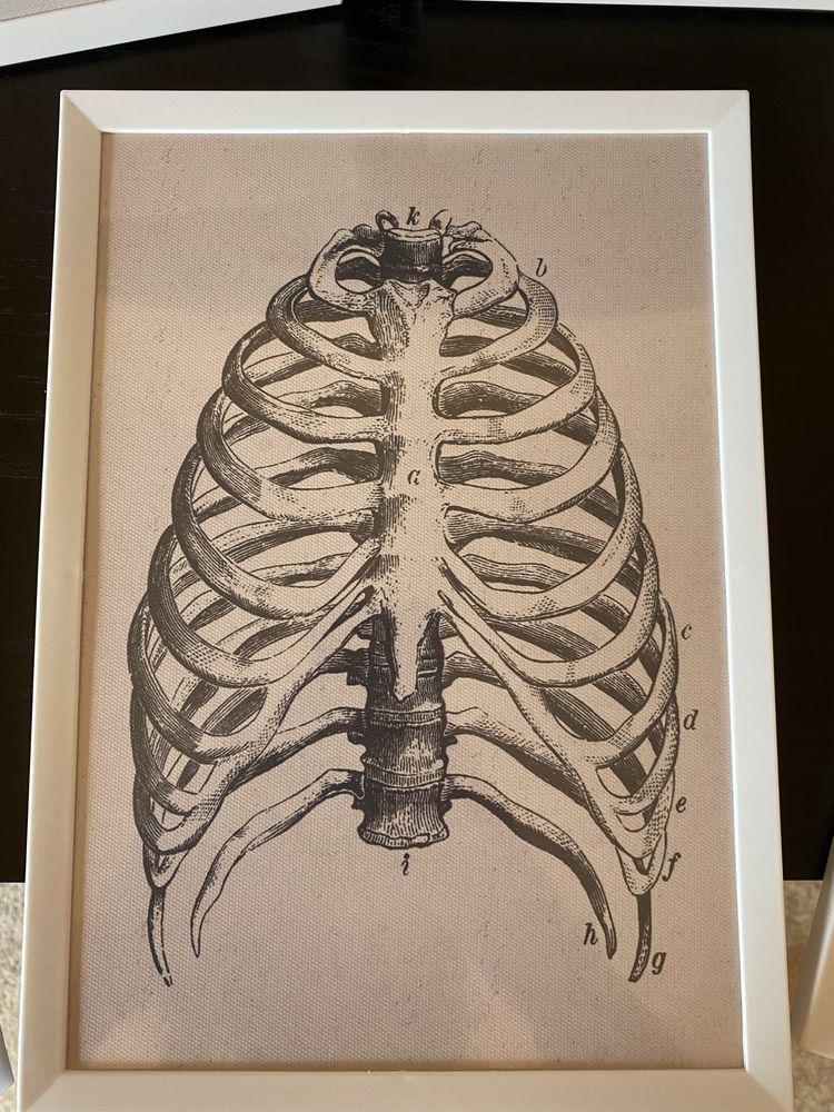 Tablouri medicale, viscere, elemente osoase, muschi