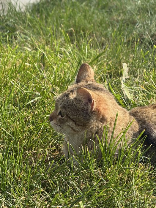 Котик в хорошие руки