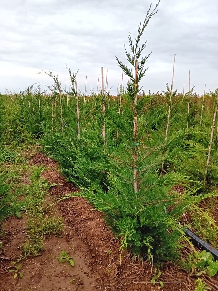 Vând chiparos leylandi plantă