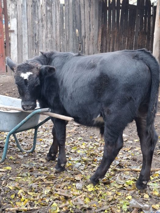 Tăuraș Angus, 5 luni