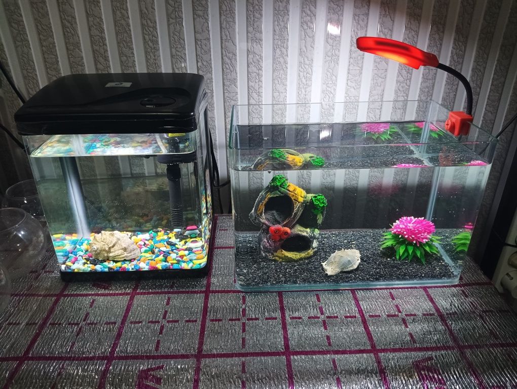 Xitoy mini akvarium 10 ta daniyo baliq bilan komplekt sotiladi