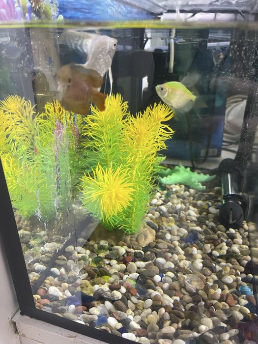 Аквариумные экзотические рыбки (с 4 рыбками)