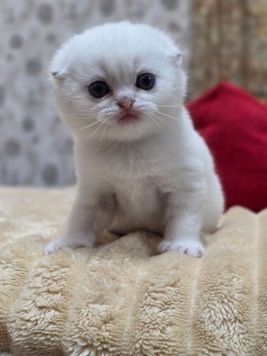 Наши булочки подросли и готовы переехать в новый дом