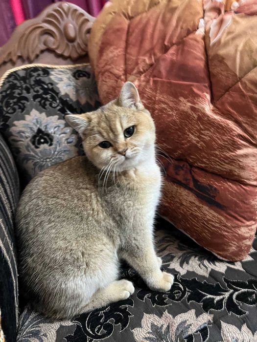 Продаётся Золотая шиншилла девочка