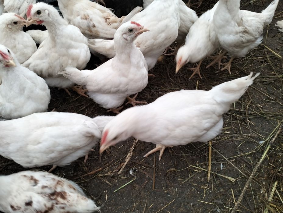 Vând pui Podari ...