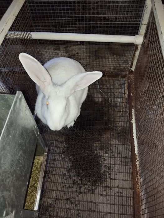 Сотилади гуштга куенлар  халол