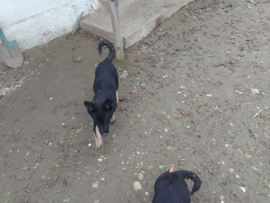 Catei  ciobanesc german cu 3 vacinuri facute si carnete