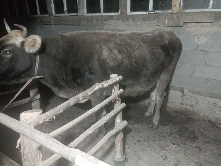 Жас сүтті сиырлар сатылады.продам хорошых молодых коров