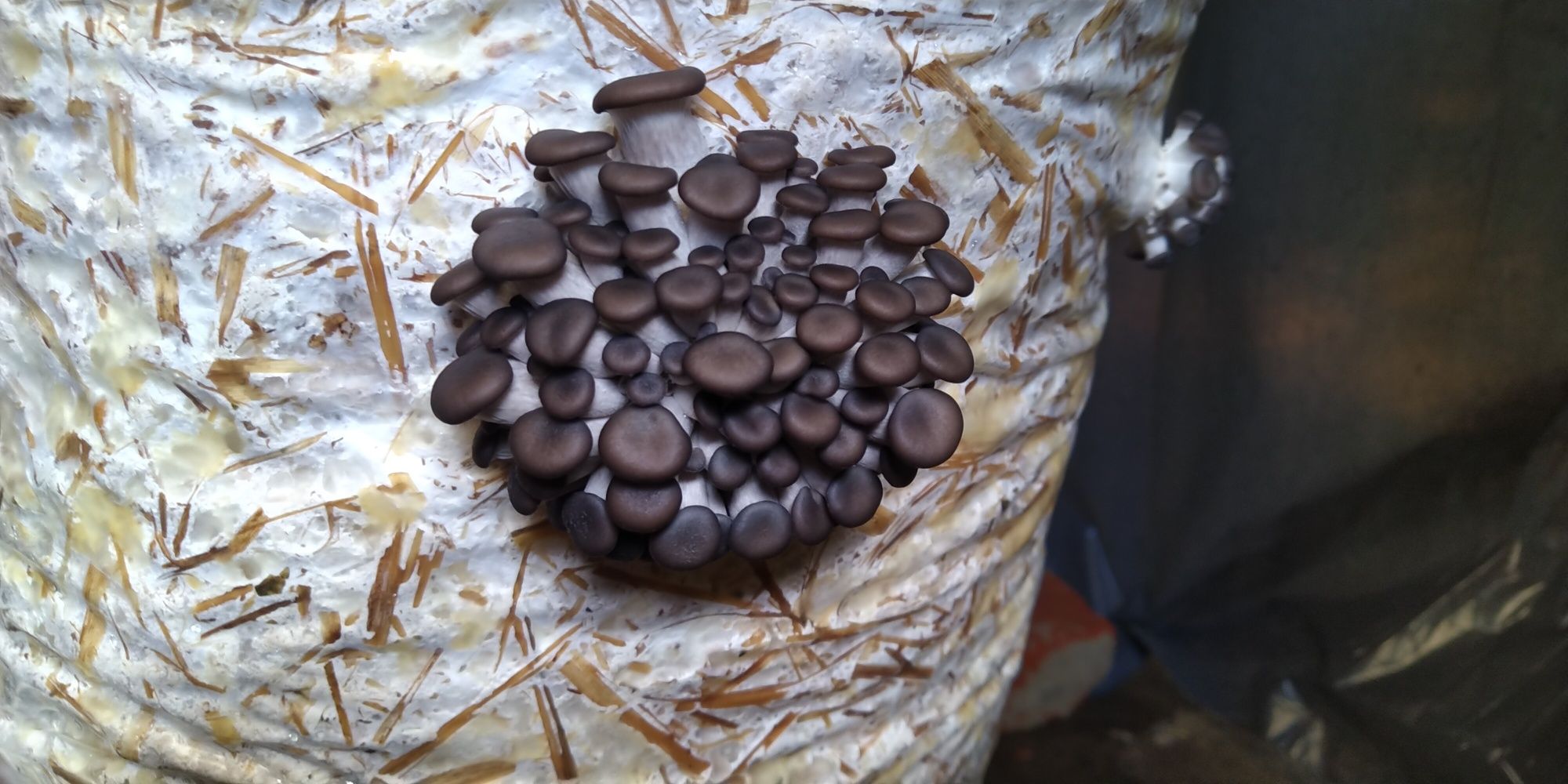 Miceliu lichid pleurotus