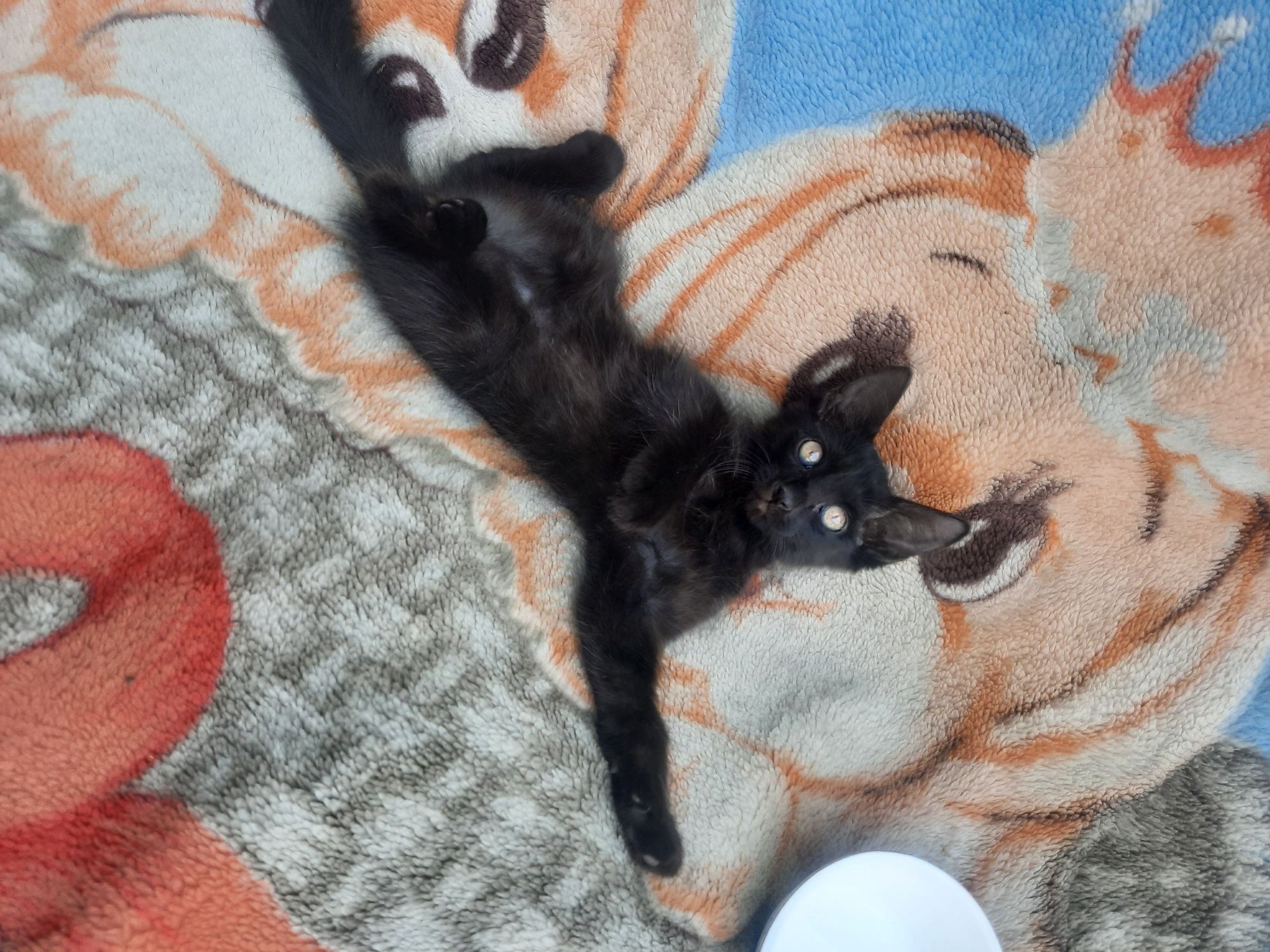 Котята Британцы Англичане  все умеют и кушать сварить