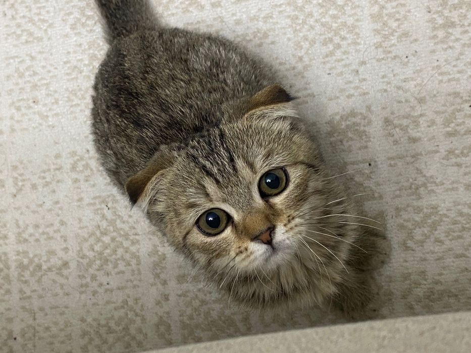 Котёнок вислоухий