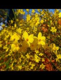 Iasomie Yellow galbena Parfumata