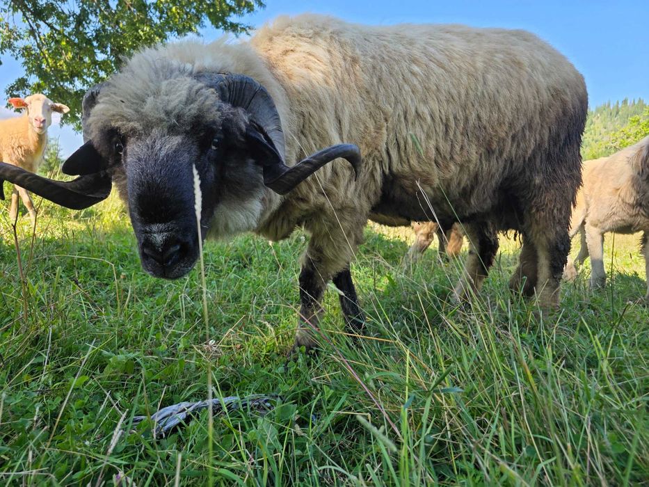 Berbec bucalau mior (2ani) de vanzare