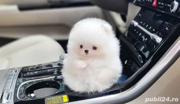 Pomeranian boo teacup