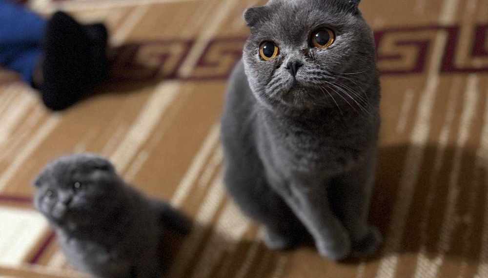 Britanskiy skotish fold 1 yarim yosh