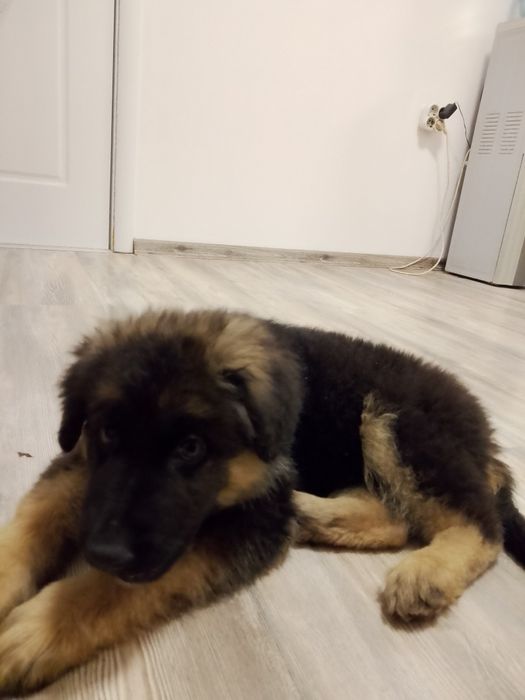 Куче немска овчарка