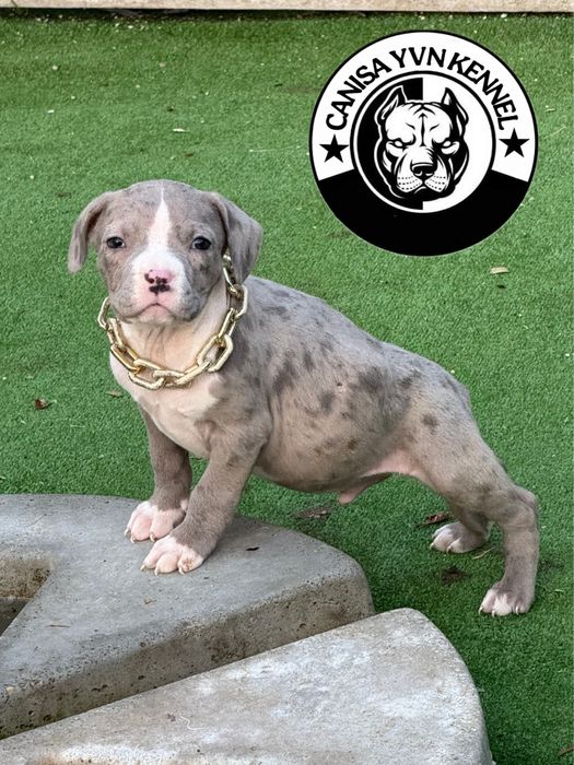Mascul amstaff blue merle