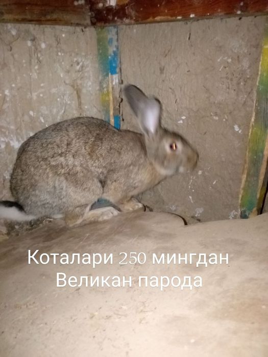 Quyon Sotiladi srochniy