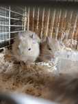 Veverițe degu familie 2adulti +3 pui
