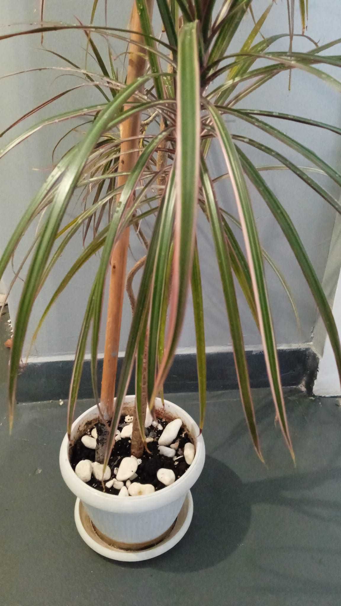 planta naturala Dracaena  Planta de apartament  planta decorativa mare