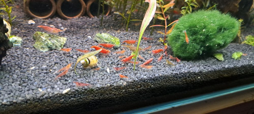 Creveti neocaridina , melci și pesti acvariu