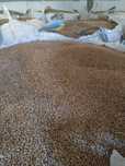 Vând triticale...