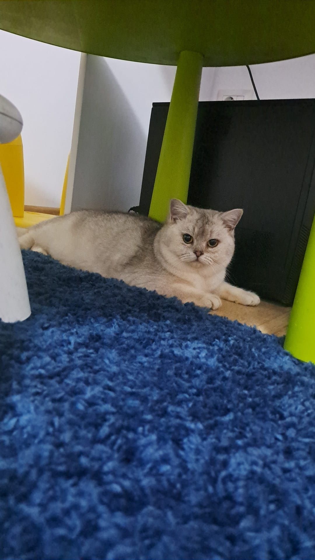 British shorthair chinchila(ns)Pedigree drept de monta!oferta luna Ma
