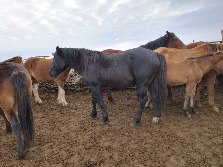 Продам или обменяю жеребца, 8 лет