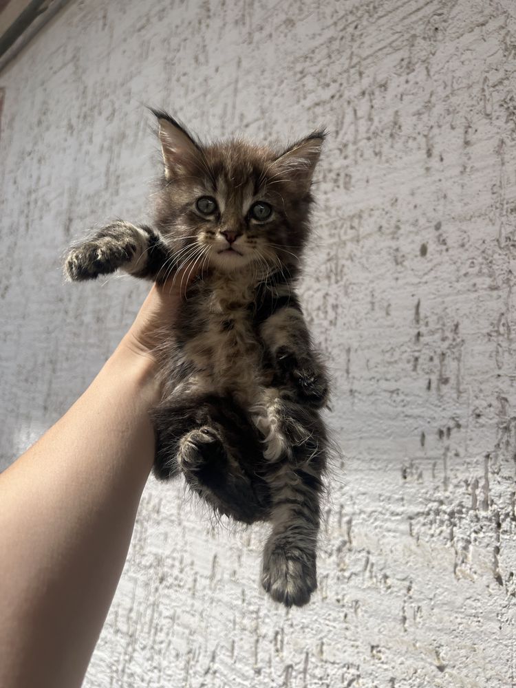 Мейн Кун котёнок девочка