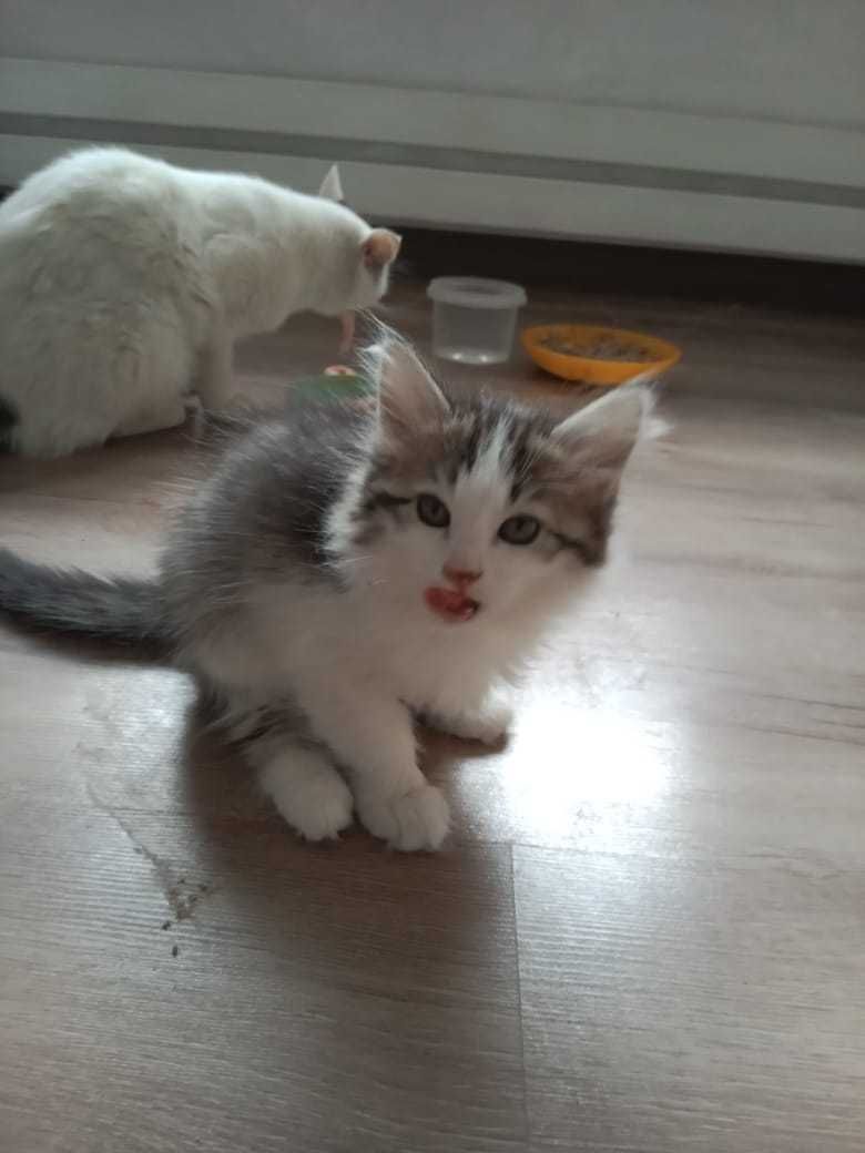 Котята крысоловы
