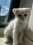 Pui Scottish Fold