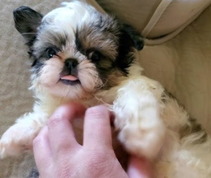 Shih-tzu talie mica