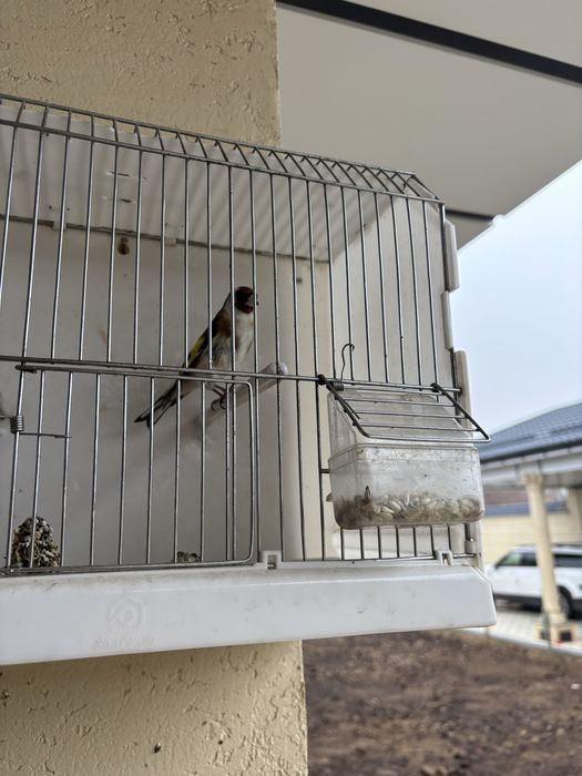 Щеголь Черный и Пепелный