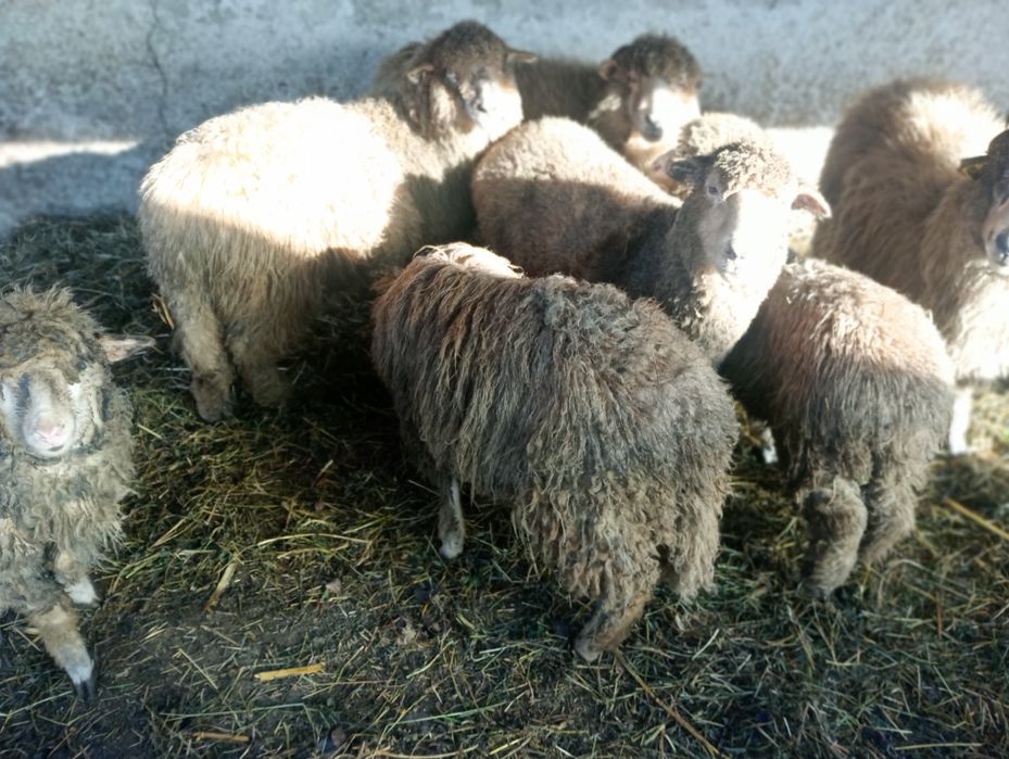 Oi gestante de vanzare