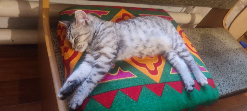 Отдам котёнка в хорошие руки.